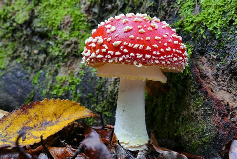 Amanita Mushroom Gumy: A Catalyst for Urban Magical Practices